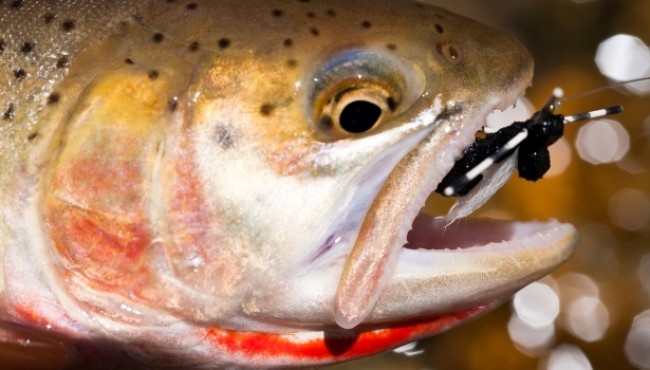 Preserving Trout Fisheries
